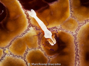 Nikon D800E, 105 macro Nikon
Seacam housing , two strobo... by Marchione Giacomo 